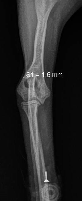 This X-ray, taken during the initial visit, shows that Niksu s right front leg is intact, and that the humerus condylus measures 1.6mm.