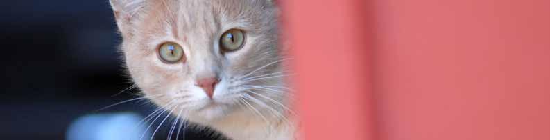 Feral Freedom One of the keys to bringing about a time of No More Homeless Pets is reducing the number of cats currently dying in shelters, Rick says in Save Lives with Feral Freedom, a guide he