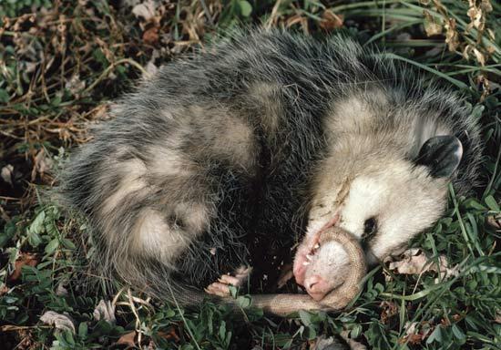 When opossums are attacked, they will "play possum," pretending that they are dead; they remain still, do not blink, and their