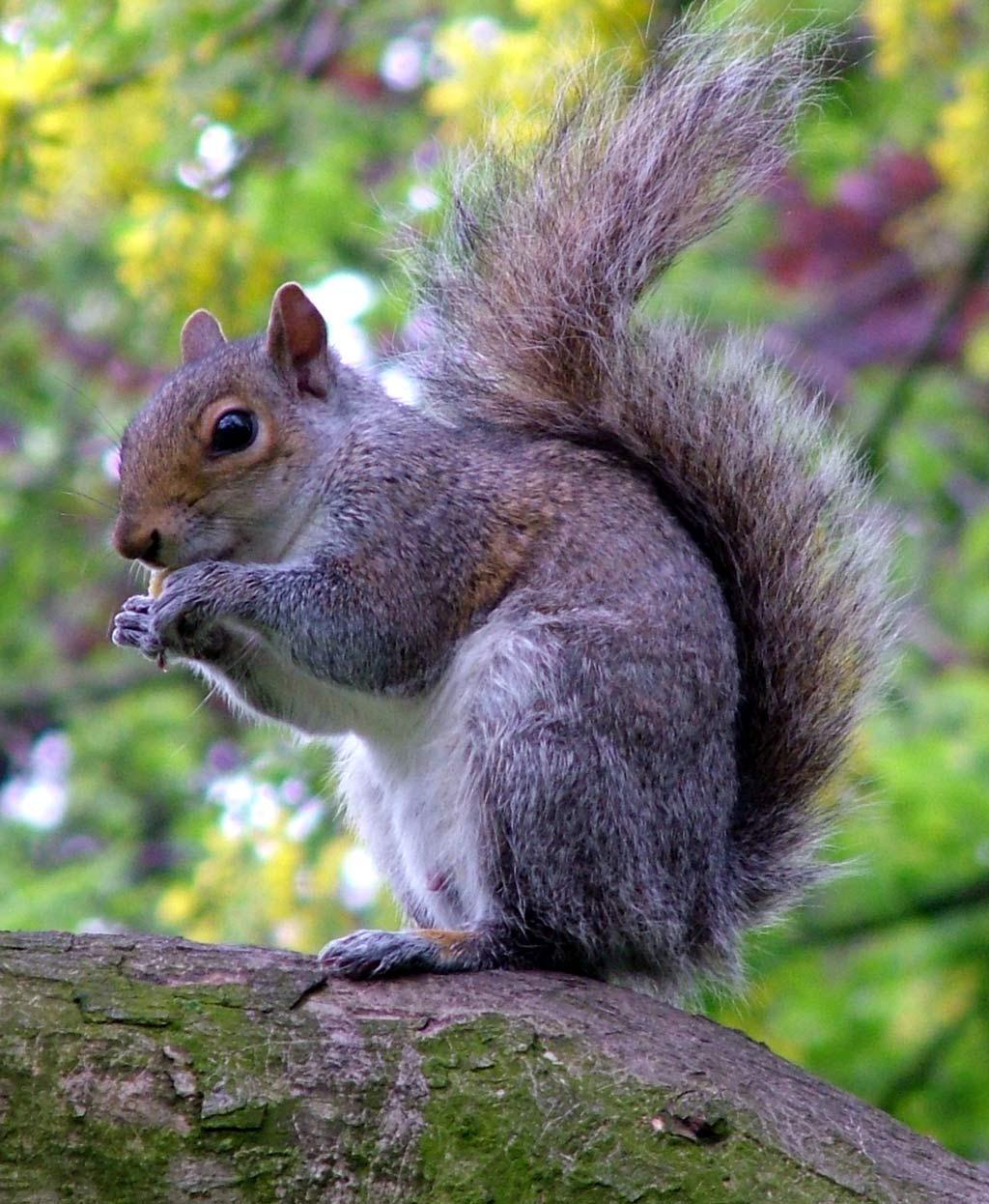 Squirrels are omnivores (they eat plants and meat).
