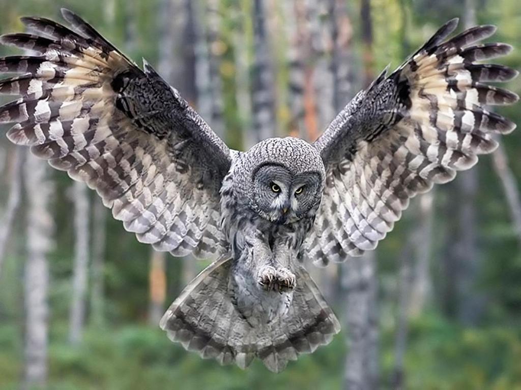Some owls have feathered ear tufts; these are