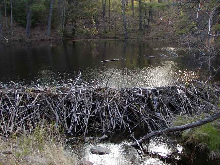 Beavers build sophisticated lodges out of sticks and mud. The dome-shaped lodge is built in water and only has underwater entrances.