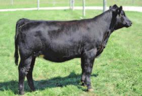 Steelin Kisses dam is a super stout Intimidator x Jet Black cow we sold in our 2011 sale and was purchased by the Maxwell family for $10,000. We own Steelin Kisses with the Colin Maxwell family.
