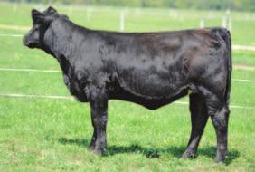 09 88 Flying B Cut Above B Prime Cut 456L Dillons Ms Pretty Woman Wolfcreek Righttime 4715 Foxie is another dependable type female that will be a complete replacement heifer for any seedstock