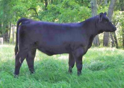 see several top notch daughters of OCC Legend. Flossie s dam is one of the good Legend cows. Z45H is a ¾ by Fatt Butt.
