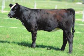 Look up her progeny by Fatt Butt and Dream On. Selling a flush with an open top and a minimum of 6 and of course you can pick the sire of your choice.