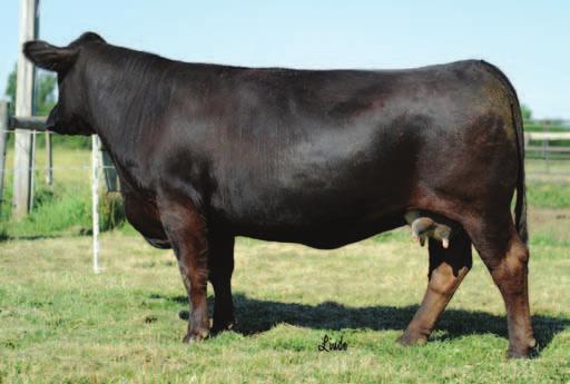 Gearhart 75T is a brood cow who is a complete out cross with no Dream On in her pedigree. Her dam, NJC Gearhart is a full sib to the famous NJC Ebony Antionette.