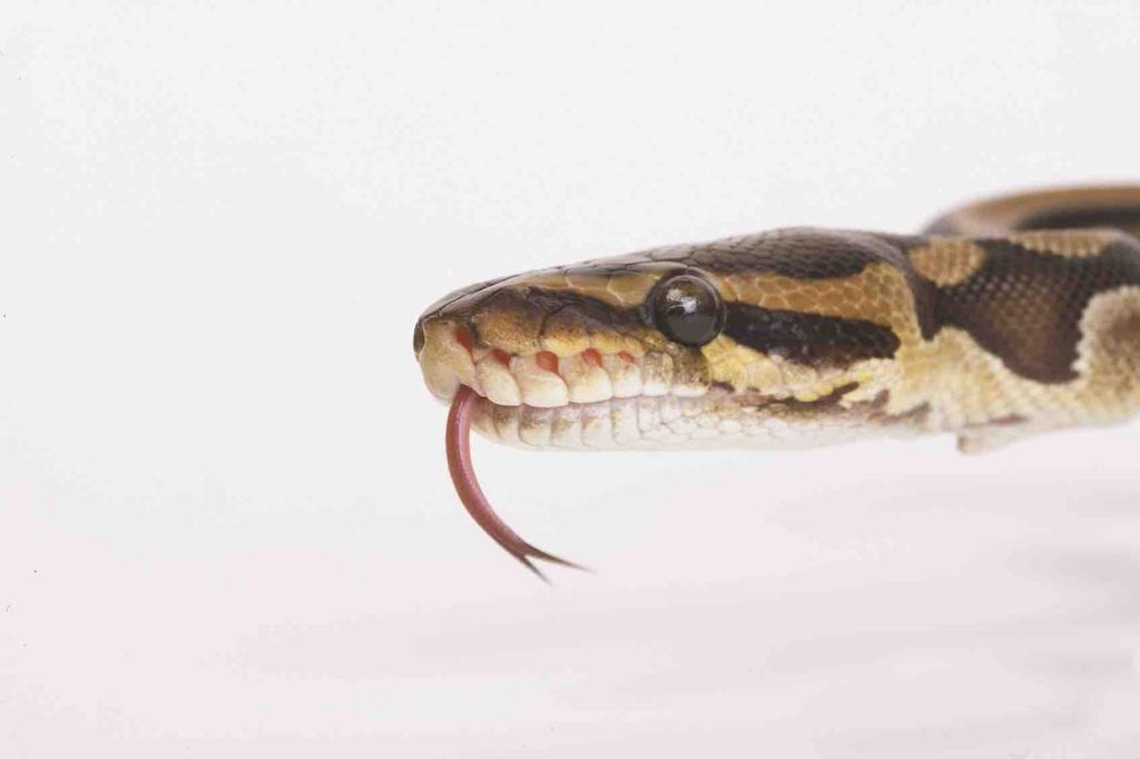 Introduction Royal pythons are often purchased as young animals and as a broad guideline it is recommended that a minimum age of four to five weeks is appropriate.