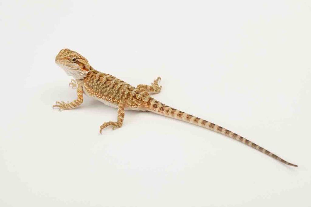 Introduction Bearded dragons are usually purchased as young animals and as a broad guideline it is recommended that a minimum age of four to five weeks is appropriate.