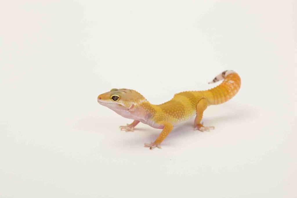 Introduction Leopard geckos are usually purchased as young animals and as a broad guideline it is recommended that a minimum age of four to five weeks is appropriate.