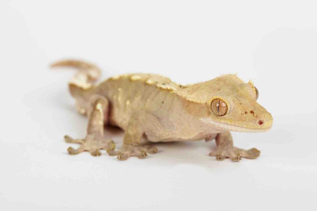 Introduction Crested geckos are one of the most popular lizards which can make extremely good pets.