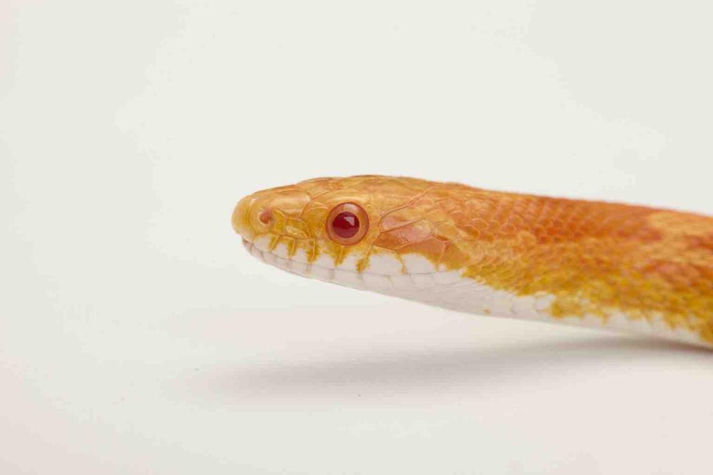 Introduction Corn snakes are usually purchased as young animals and as a broad guideline it is recommended that a minimum age of four to five weeks is appropriate.