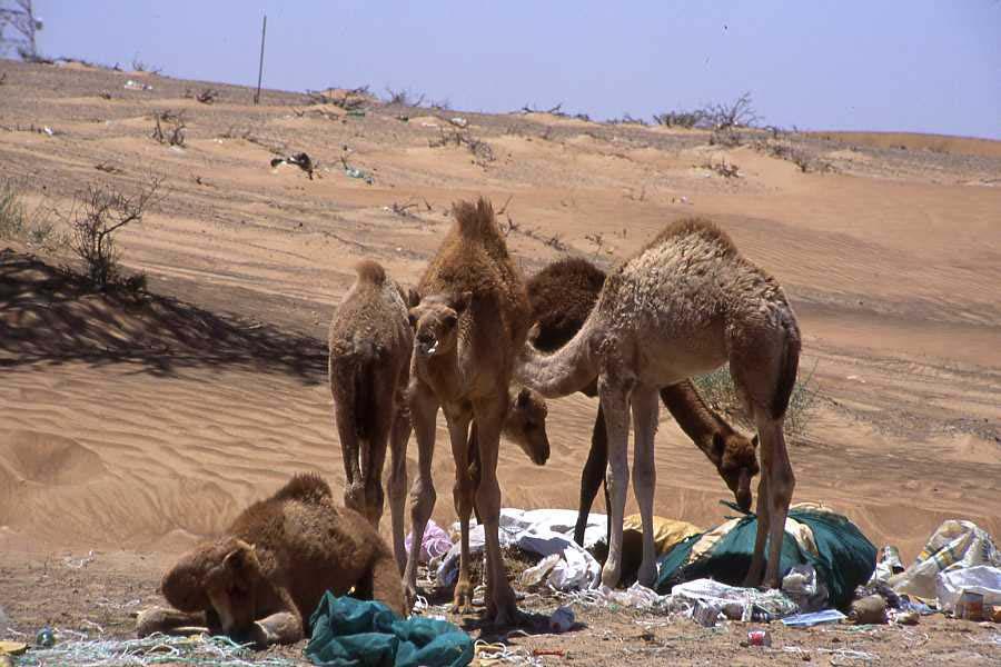 Fig. 1: Five camel calves feeding