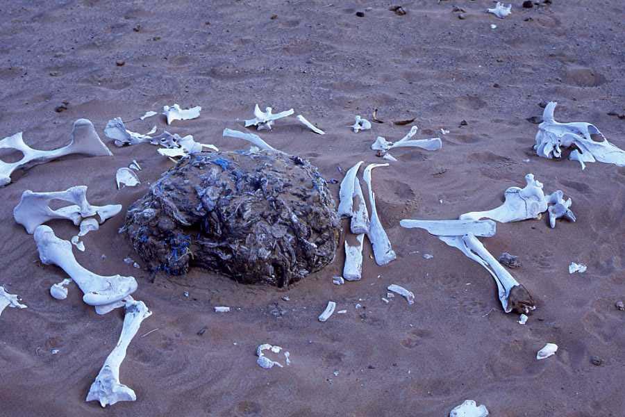 Fig. 3: Only bones and a huge plastic conglomerate