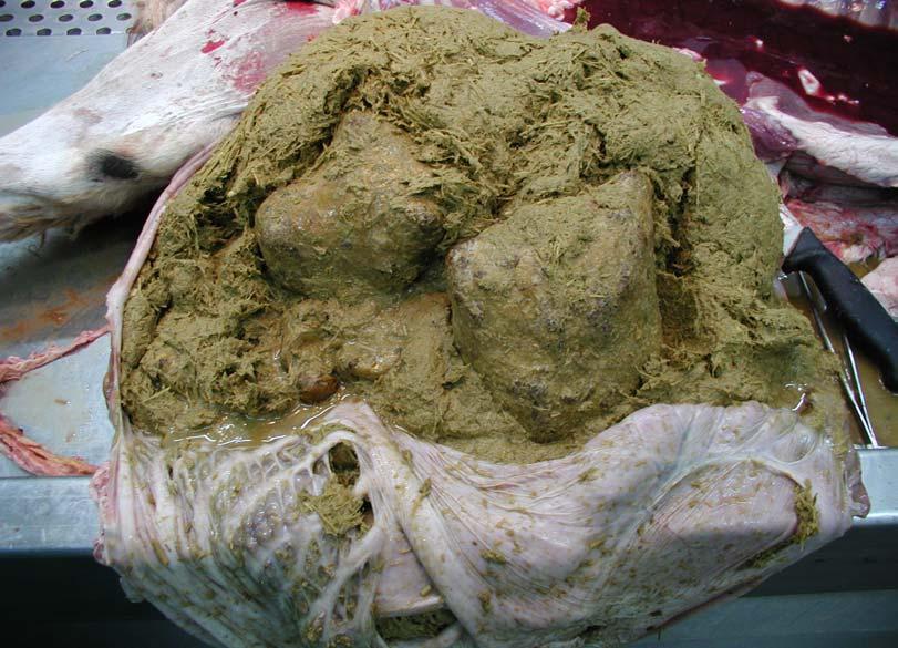 10: Two big stones in the rumen of a camel calf caused by