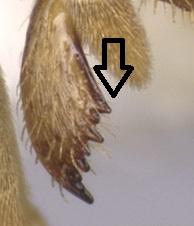 Longest setae on pronotum longer than the maximum diameter by the hind tibia.