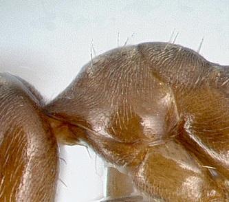 Lasius (L.) sp USA02 7a Number of erect pubescence hairs on the hind tibia 0.