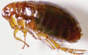that the immature stages of the flea are going into hibernation in the environment building up in numbers which will all emerge during spring as the weather warms.