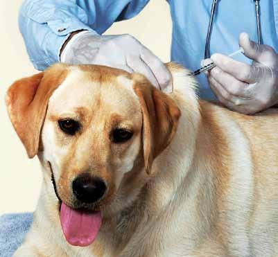 LEPTOSPIROSIS VACCINATION FOR DOGS ANOTHER UPDATE! richard sides As reported last spring, we had several more cases of leptospirosis in dogs over the winter of 2014, of which 3 were fatal.