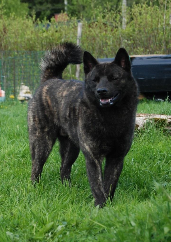 Kai UTILIZATION: Companion dog. KKA hunting family dog. Kai s have strong hunting drive.