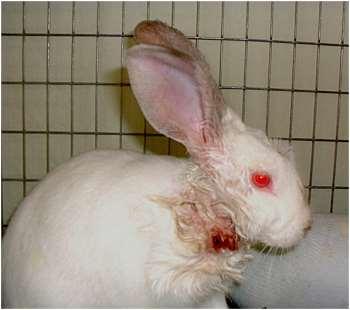 Neck of a rabbit infested with a Cuterebra sp.
