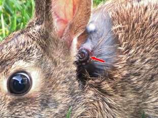 skin, accompanied by a lump or a cystic structure. The lesion is painful, and causes great distress to the rabbit.