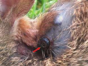 maggot in the neck. There is potential for aberrant migration of the larvae into the nasal cavity and sinuses, or the eyes.