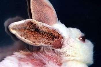 gross lesions, rabbit Psoroptes cuniculi, Fur mite infestations are common, and two genera, Cheyletiella and Listrophorus, are found worldwide.