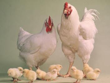 Ag in 10 Minutes a Day! Checking Out Chickens Poultry is a group of domestic fowl that includes chickens, turkey, ducks, ostriches, emus, and geese. These animals are all eaten for their meat.