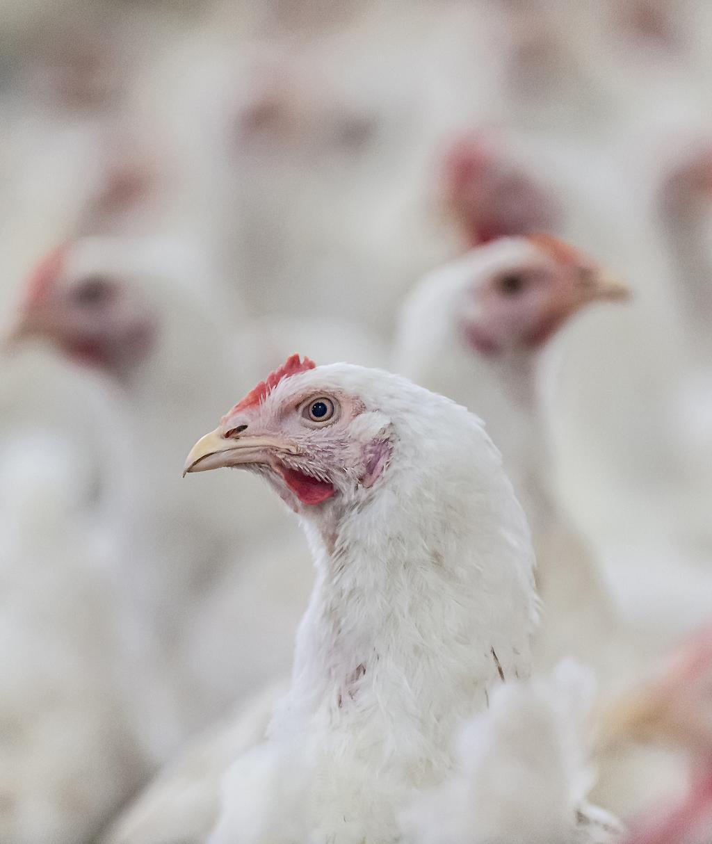 FACT SHEET: BROILER CHICKENS This fact sheet is designed to provide teachers with the information they need to teach students about how chickens are raised for meat in