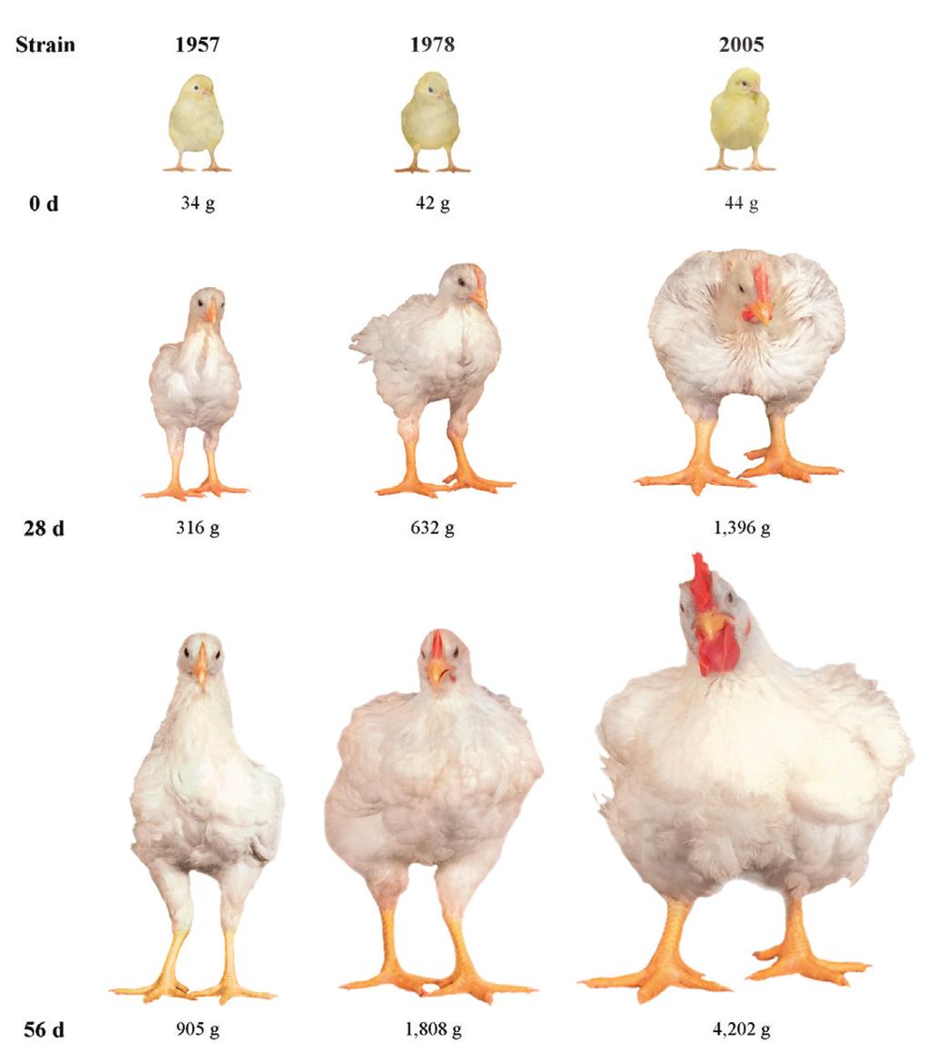 Are there welfare issues with meat chicken production in Australia?