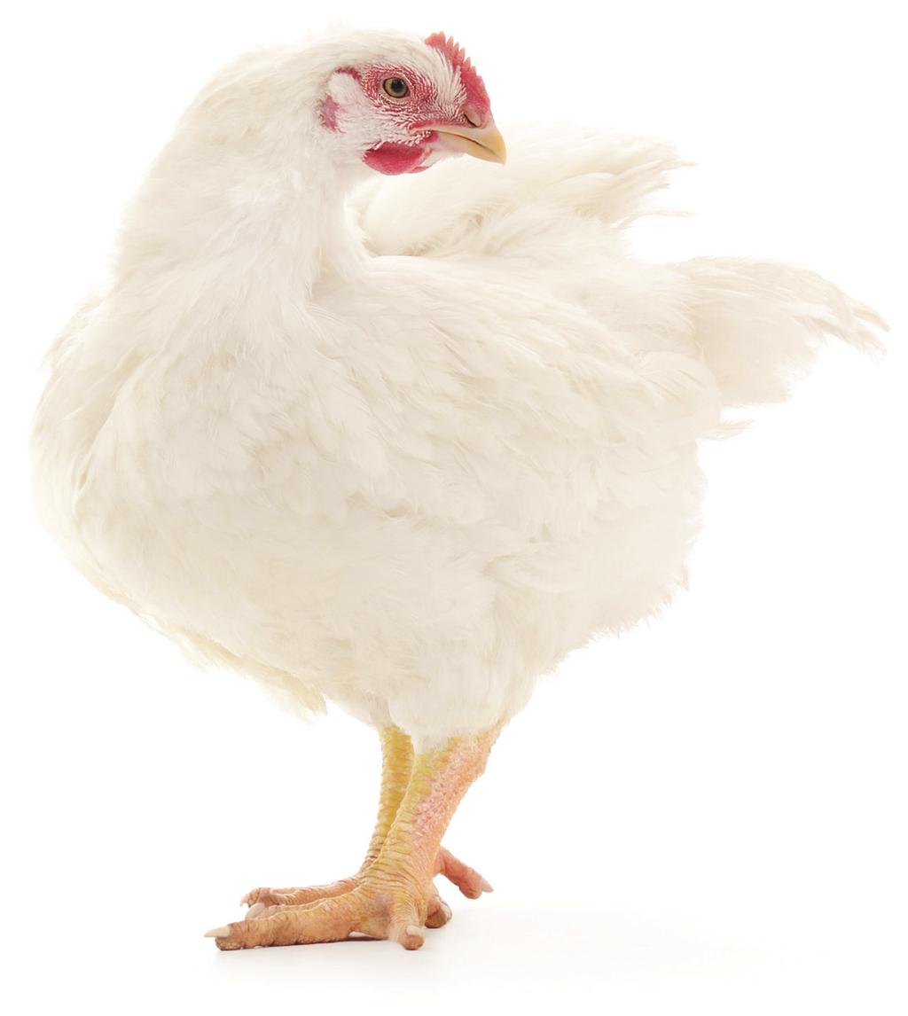 What are broiler chickens? Broiler chickens, or meat chickens, are chickens bred for meat production. They are different to layer hens, who are bred to produce eggs for human consumption.