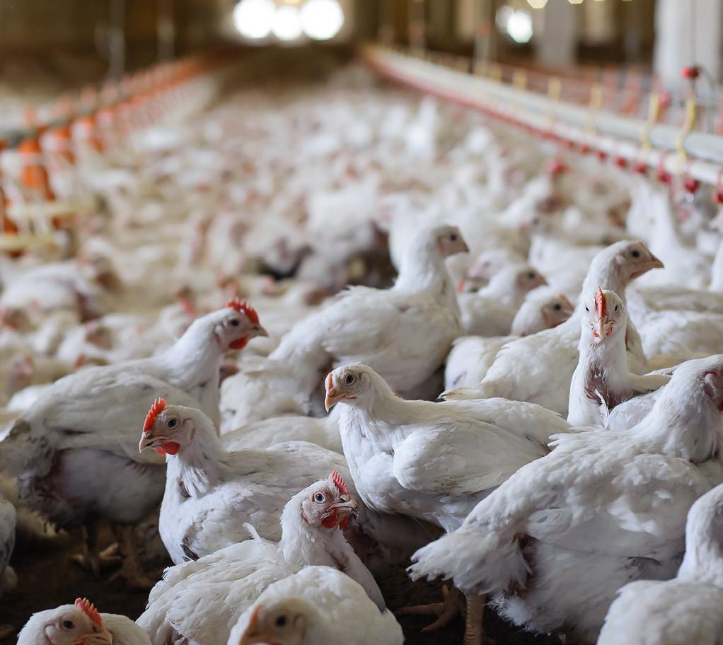 How are chickens raised for meat in Australia?