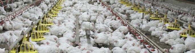 21 Consumers may purchase chicken meat products produced in free range systems due to concerns about the high stocking densities in intensive systems and the lack of access to an outdoor environment.
