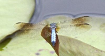 Three Poses A Blue Dasher (Pachydiplax longipennis) dragonfly is shown in the two photographs to the