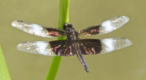 black on the inner half, but only the males have white stripes distal to the black areas.