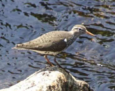 A Spotted Sandpiper (Actitis macularius) was foraging around the edges of the same pool. It has an orange bill with a black tip.