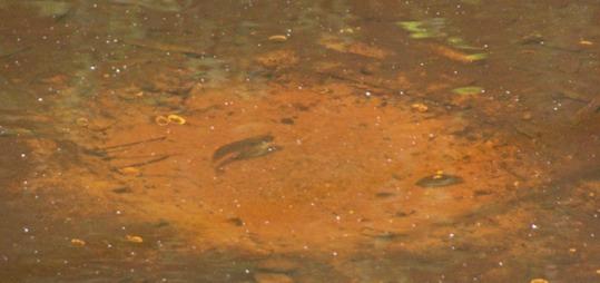 The same pool holding the Brown Watersnake and the Spotted Sandpiper had a lot of fish
