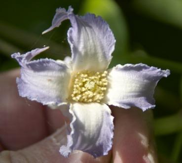 American Bells, Blue Jasmine, Swamp Leather Flower, and Marsh Clematis are all common names
