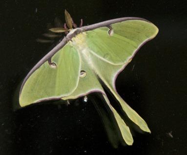 Out for the Evening A Luna Moth (Actias luna) visited our living room window. From outside (above) the moth shows its striking colors and long swallow tails.