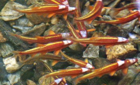 Spawning Frenzy This school of Saffron Shiners (Notropis rubricroceus) was spawning in a very small stream in Northeast Georgia.
