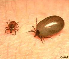 ticks (Amblyomma americanum) have been