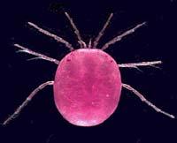 Hydracarina Water mites The only truly aquatic mites Are parasitic on aquatic sponges, mussels, and insects Acari - The Mites Among the oldest of all terrestrial animals, known from the early