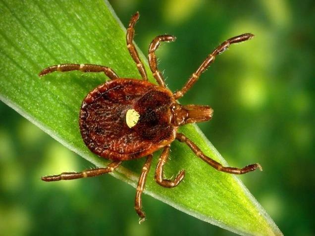 ! Lone star tick by