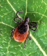 Associated Diseases: Rocky Mountain spotted fever (RMSF) Ixodes spp.