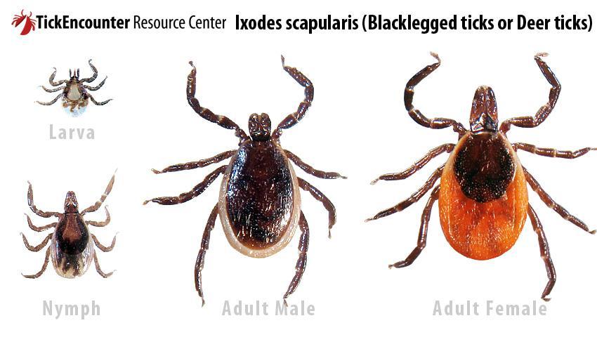 burgdorferi Birds/White-tailed deer Less likely to carry pathogens due to lack of pathogen in preferred host Blacklegged tick distribution Retrieved from: