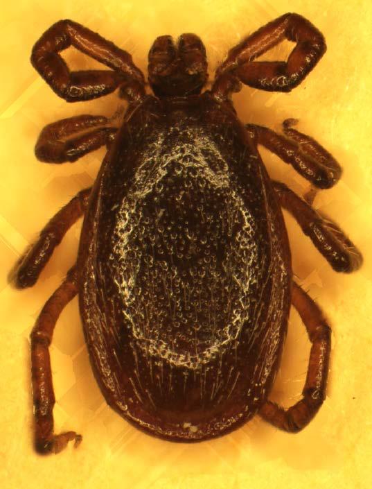 ticks) the scutum extends approximately half-way down the body