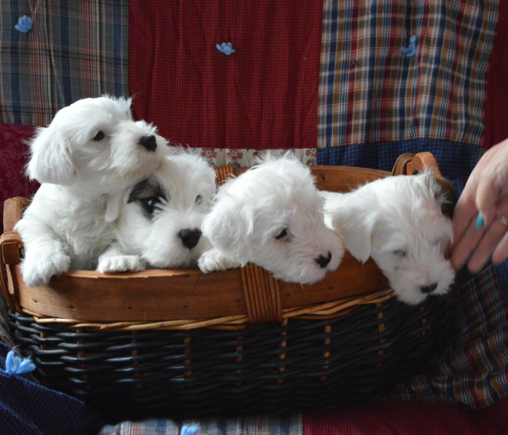 This issue s puppy photos! There is something magical about Sealyham puppies and this basket of puppies proves that! What a beautiful group of kids! Thanks for the photo, Karin Parish!