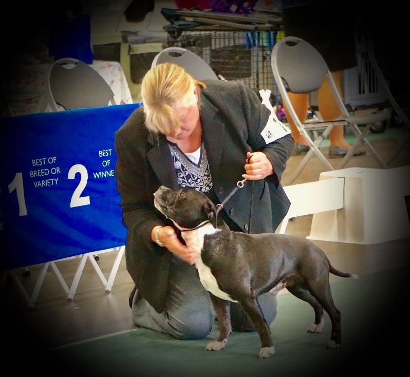 FROM RESCUE TO SHOWDOG by Dana and Jenny Merritt Trugrip Staffordshire Bull Terriers "A little over 7 years ago we placed a Stafford puppy with a family in Pismo Beach, California.