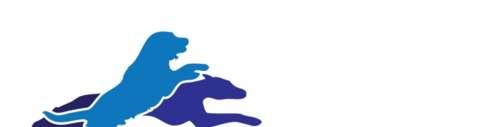 BLUE CHILLI Australian Cattle Dog 12 524 Ashleigh Ives ELLAGANT GREATEST HITS 13 526 Tracey Weaver ELZSCOT STARBURST HT 14 528 Ms NK Janetzki JADZIAH SHINE BRIGHT 15 531 H